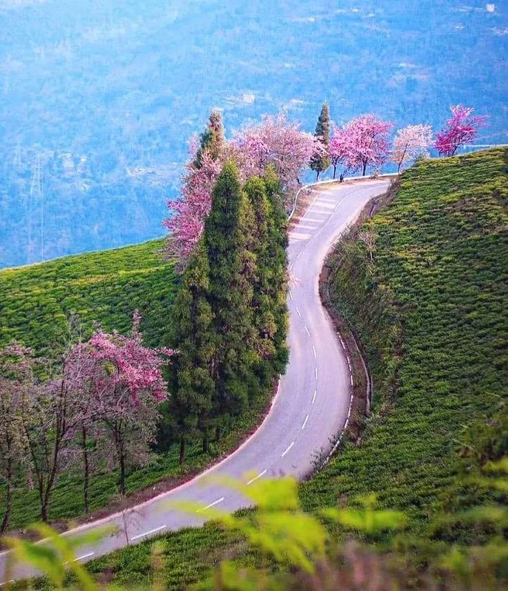 Nagaland with Dzukou Valley Private Trip - Slide 2