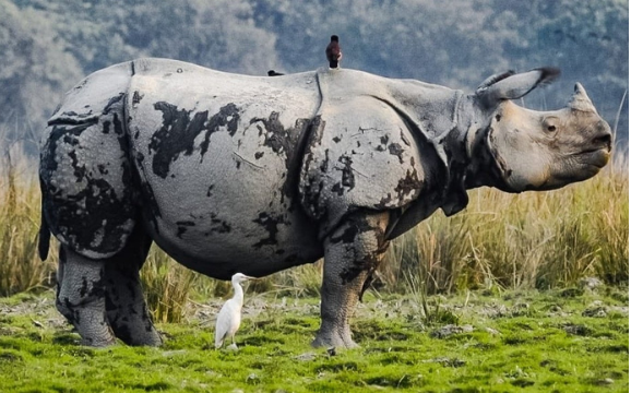 Assam Meghalaya Tour