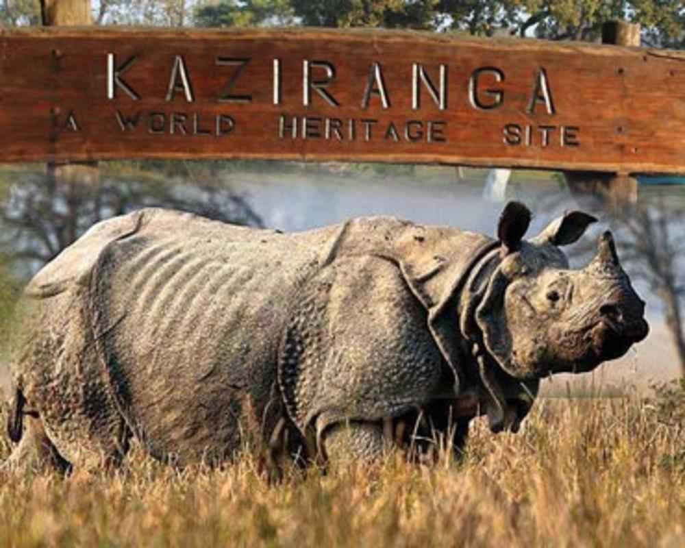Gallery image 4 of TAWANG & KAZIRANGA TOUR 