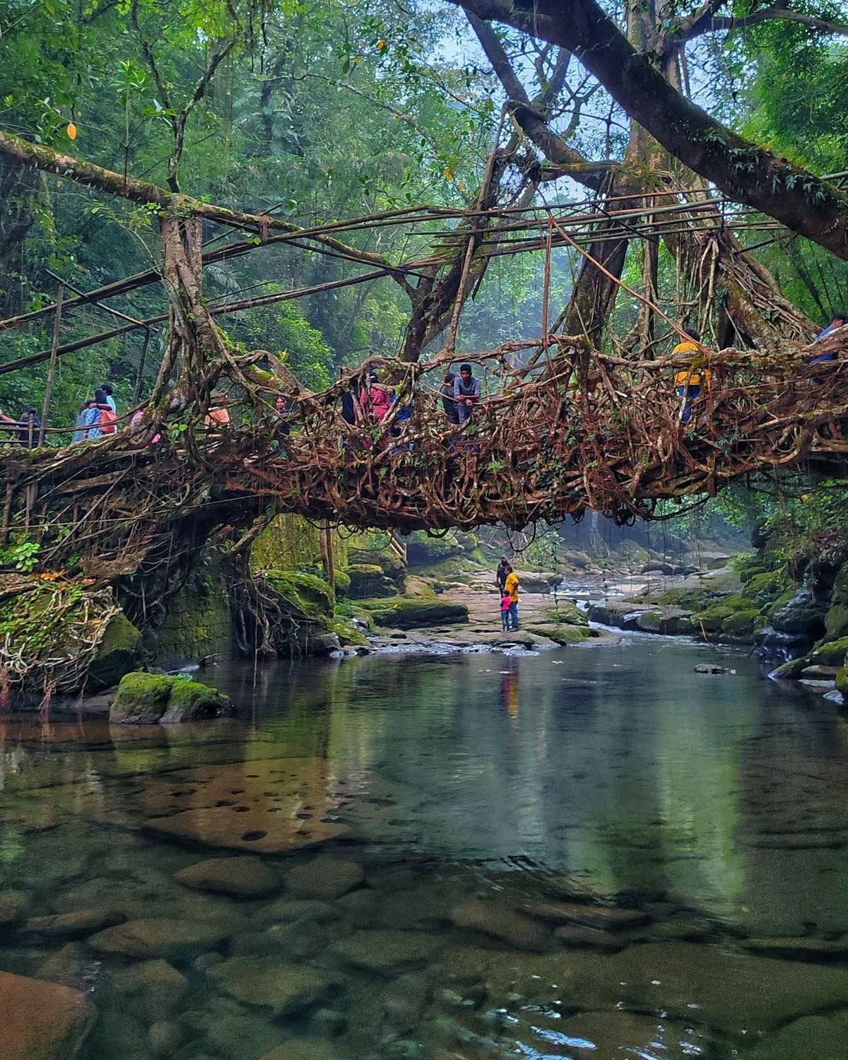 Living Root Bridges of Meghalaya